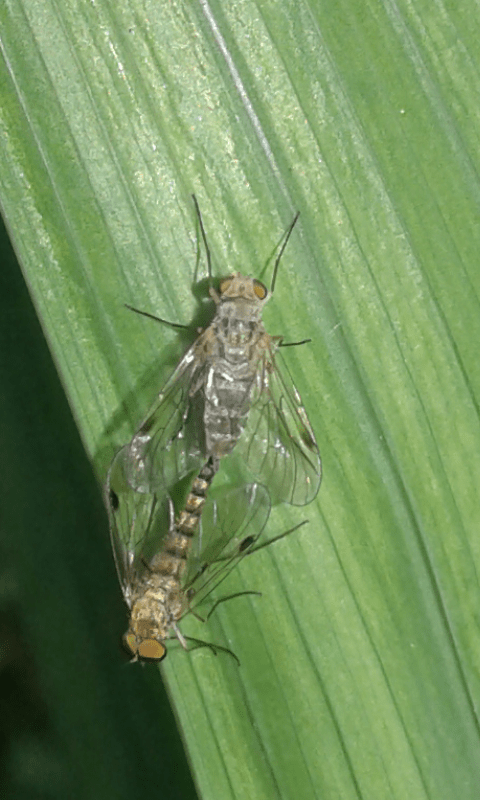 Rhagionidae : Chrysopilus sp.? 1